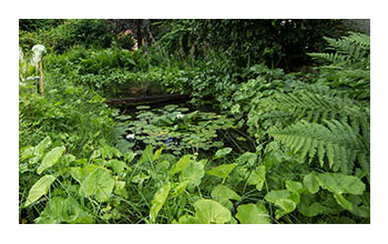 giardino
